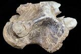 Mosasaur (Platecarpus) Dorsal Vertebra - Kansas #73698-3
